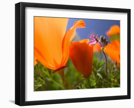 Poppies in Spring Bloom, Lancaster, California, USA-Terry Eggers-Framed Premium Photographic Print