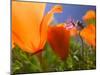 Poppies in Spring Bloom, Lancaster, California, USA-Terry Eggers-Mounted Premium Photographic Print