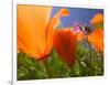 Poppies in Spring Bloom, Lancaster, California, USA-Terry Eggers-Framed Premium Photographic Print