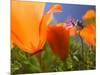 Poppies in Spring Bloom, Lancaster, California, USA-Terry Eggers-Mounted Premium Photographic Print