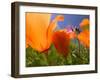 Poppies in Spring Bloom, Lancaster, California, USA-Terry Eggers-Framed Photographic Print