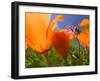 Poppies in Spring Bloom, Lancaster, California, USA-Terry Eggers-Framed Photographic Print