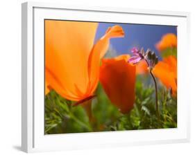 Poppies in Spring Bloom, Lancaster, California, USA-Terry Eggers-Framed Photographic Print