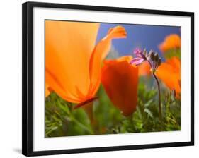 Poppies in Spring Bloom, Lancaster, California, USA-Terry Eggers-Framed Photographic Print