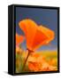 Poppies in Spring Bloom, Lancaster, California, USA-Terry Eggers-Framed Stretched Canvas