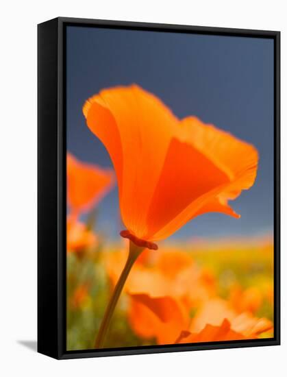 Poppies in Spring Bloom, Lancaster, California, USA-Terry Eggers-Framed Stretched Canvas