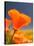 Poppies in Spring Bloom, Lancaster, California, USA-Terry Eggers-Stretched Canvas