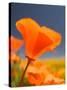 Poppies in Spring Bloom, Lancaster, California, USA-Terry Eggers-Stretched Canvas