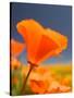 Poppies in Spring Bloom, Lancaster, California, USA-Terry Eggers-Stretched Canvas