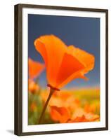 Poppies in Spring Bloom, Lancaster, California, USA-Terry Eggers-Framed Premium Photographic Print