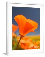 Poppies in Spring Bloom, Lancaster, California, USA-Terry Eggers-Framed Premium Photographic Print