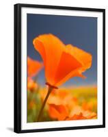 Poppies in Spring Bloom, Lancaster, California, USA-Terry Eggers-Framed Premium Photographic Print