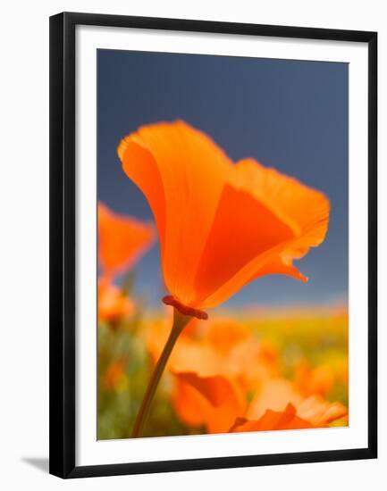 Poppies in Spring Bloom, Lancaster, California, USA-Terry Eggers-Framed Premium Photographic Print