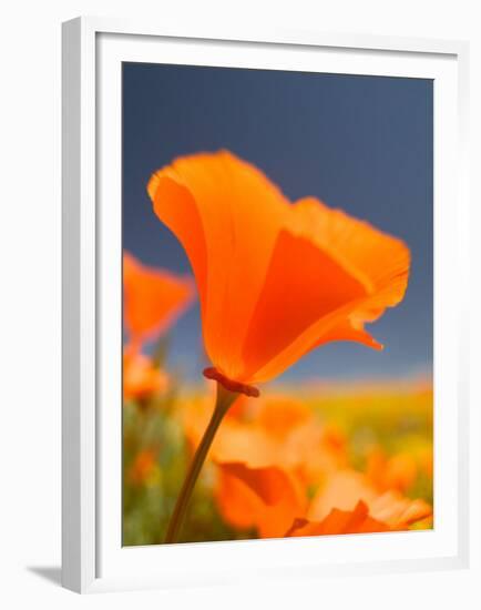 Poppies in Spring Bloom, Lancaster, California, USA-Terry Eggers-Framed Premium Photographic Print