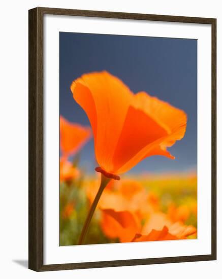 Poppies in Spring Bloom, Lancaster, California, USA-Terry Eggers-Framed Premium Photographic Print