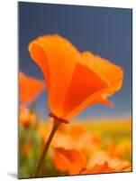 Poppies in Spring Bloom, Lancaster, California, USA-Terry Eggers-Mounted Premium Photographic Print