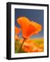 Poppies in Spring Bloom, Lancaster, California, USA-Terry Eggers-Framed Photographic Print