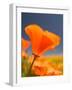 Poppies in Spring Bloom, Lancaster, California, USA-Terry Eggers-Framed Photographic Print