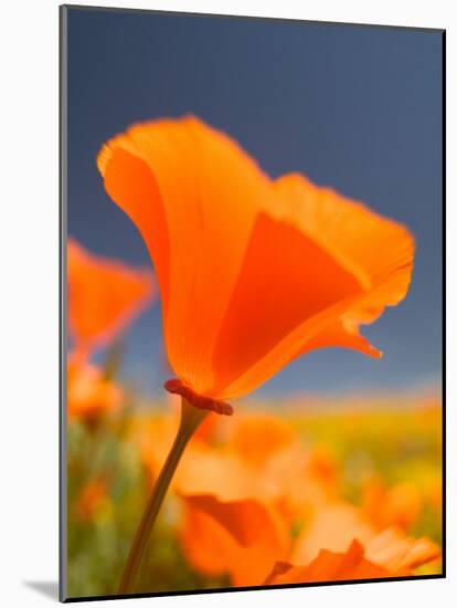 Poppies in Spring Bloom, Lancaster, California, USA-Terry Eggers-Mounted Photographic Print