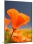 Poppies in Spring Bloom, Lancaster, California, USA-Terry Eggers-Mounted Photographic Print