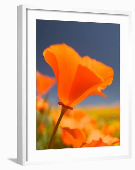 Poppies in Spring Bloom, Lancaster, California, USA-Terry Eggers-Framed Photographic Print