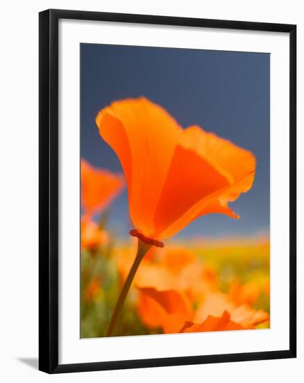 Poppies in Spring Bloom, Lancaster, California, USA-Terry Eggers-Framed Photographic Print