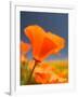 Poppies in Spring Bloom, Lancaster, California, USA-Terry Eggers-Framed Photographic Print