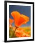 Poppies in Spring Bloom, Lancaster, California, USA-Terry Eggers-Framed Photographic Print