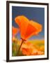 Poppies in Spring Bloom, Lancaster, California, USA-Terry Eggers-Framed Photographic Print