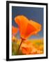 Poppies in Spring Bloom, Lancaster, California, USA-Terry Eggers-Framed Photographic Print