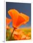 Poppies in Spring Bloom, Lancaster, California, USA-Terry Eggers-Framed Photographic Print