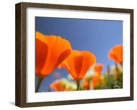 Poppies in Spring Bloom, Lancaster, California, USA-Terry Eggers-Framed Premium Photographic Print