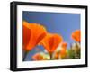 Poppies in Spring Bloom, Lancaster, California, USA-Terry Eggers-Framed Premium Photographic Print