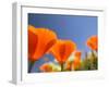 Poppies in Spring Bloom, Lancaster, California, USA-Terry Eggers-Framed Premium Photographic Print