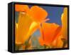 Poppies in Spring Bloom, Lancaster, California, USA-Terry Eggers-Framed Stretched Canvas