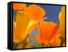 Poppies in Spring Bloom, Lancaster, California, USA-Terry Eggers-Framed Stretched Canvas