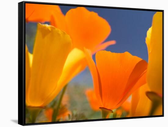 Poppies in Spring Bloom, Lancaster, California, USA-Terry Eggers-Framed Stretched Canvas