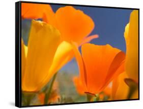 Poppies in Spring Bloom, Lancaster, California, USA-Terry Eggers-Framed Stretched Canvas