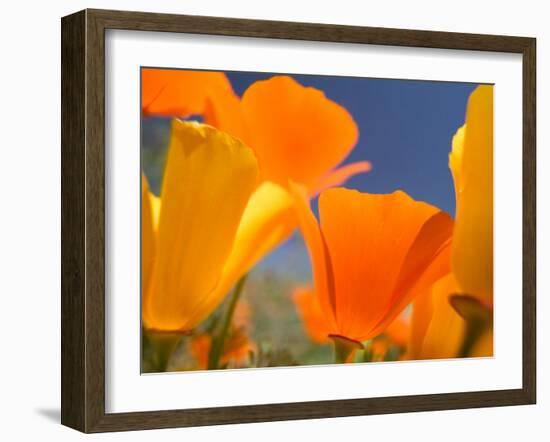 Poppies in Spring Bloom, Lancaster, California, USA-Terry Eggers-Framed Premium Photographic Print