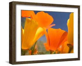 Poppies in Spring Bloom, Lancaster, California, USA-Terry Eggers-Framed Premium Photographic Print
