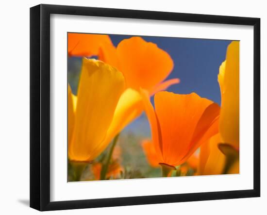 Poppies in Spring Bloom, Lancaster, California, USA-Terry Eggers-Framed Premium Photographic Print