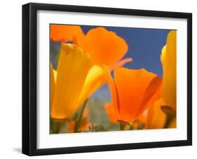 Poppies in Spring Bloom, Lancaster, California, USA-Terry Eggers-Framed Premium Photographic Print