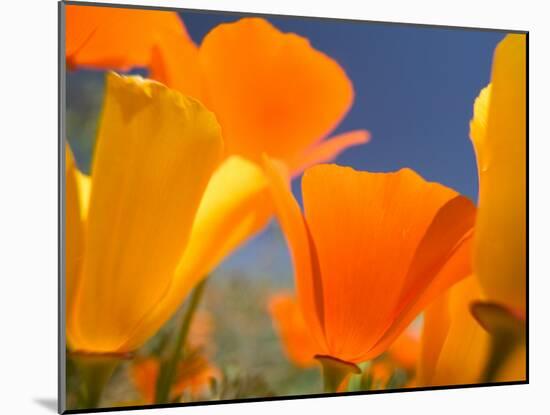 Poppies in Spring Bloom, Lancaster, California, USA-Terry Eggers-Mounted Premium Photographic Print