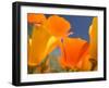 Poppies in Spring Bloom, Lancaster, California, USA-Terry Eggers-Framed Photographic Print