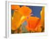 Poppies in Spring Bloom, Lancaster, California, USA-Terry Eggers-Framed Photographic Print