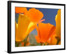 Poppies in Spring Bloom, Lancaster, California, USA-Terry Eggers-Framed Photographic Print