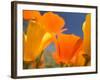 Poppies in Spring Bloom, Lancaster, California, USA-Terry Eggers-Framed Photographic Print