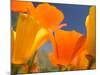 Poppies in Spring Bloom, Lancaster, California, USA-Terry Eggers-Mounted Photographic Print