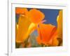 Poppies in Spring Bloom, Lancaster, California, USA-Terry Eggers-Framed Photographic Print