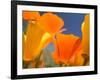 Poppies in Spring Bloom, Lancaster, California, USA-Terry Eggers-Framed Photographic Print